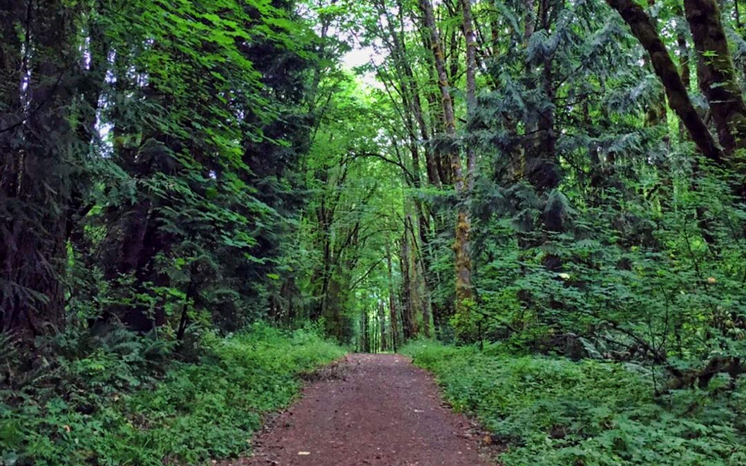 Forest Bathing For Your Health